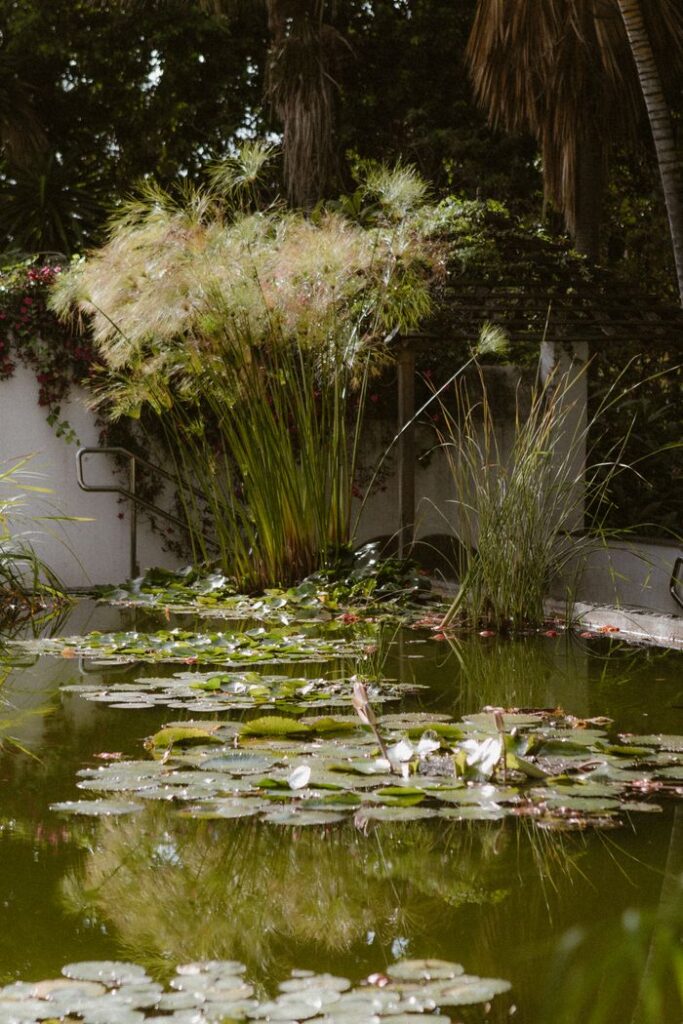 A tranquil pond surrounded by lush greenery and water lilies, reflecting a calm and peaceful ambience.