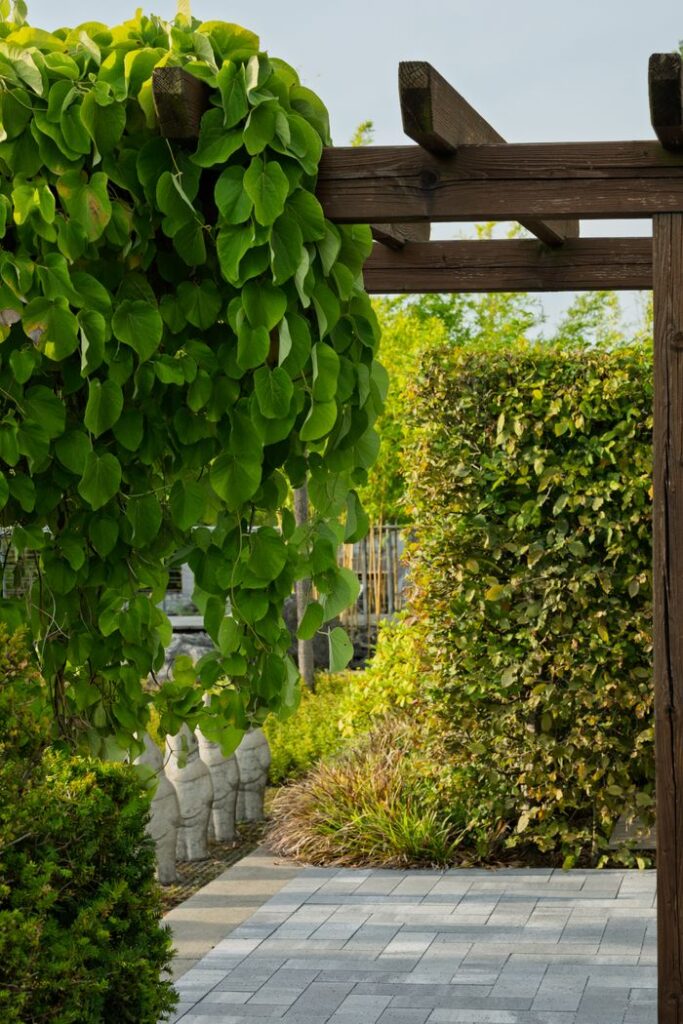 Beautiful garden scene featuring a wooden pergola adorned with lush green leaves.