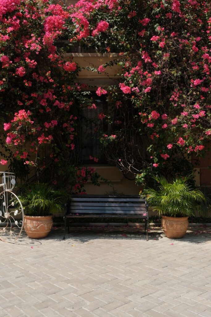 A tranquil garden scene with a bench nestled under vibrant pink bougainvillea, ideal for a peaceful retreat.